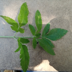 Osmorhiza occidentalis