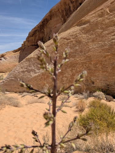 Image of Yucca utahensis by (c) Tom and T Herman, some rights reserved (CC BY)
