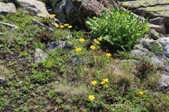 Anemonastrum speciosum