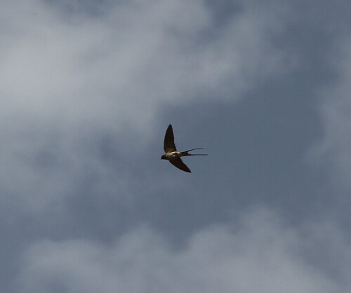 Lesser Striped Swallow