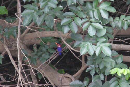 African Pygmy Kingfisher