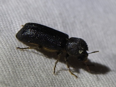 Apatides fortis