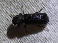 Apatides fortis