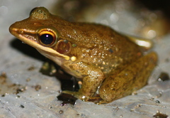 Chalcorana chalconota