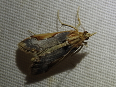 Loxostege albiceralis
