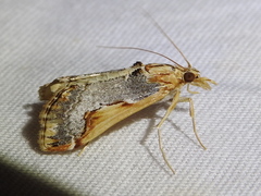 Loxostege albiceralis