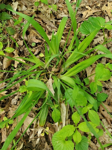 White bear sedge (Carex albursina)