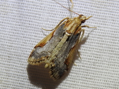 Loxostege albiceralis