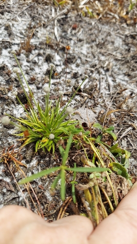 Image of Paepalanthus minor by (c) Athena Philips, some rights reserved (CC BY)