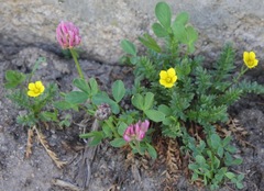 Trifolium parryi