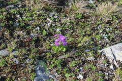 Primula amoena