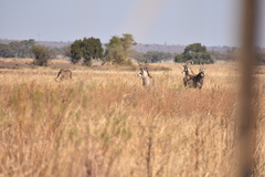 Hippotragus equinus equinus
