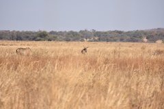 Hippotragus equinus equinus