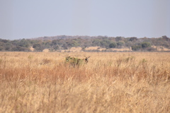 Hippotragus equinus equinus