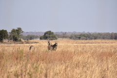 Hippotragus equinus equinus
