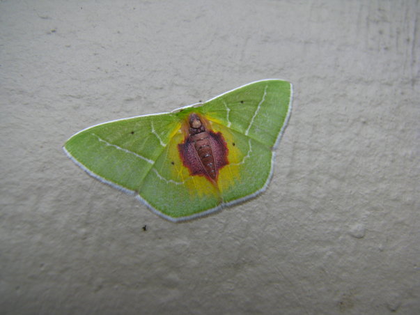 Nemoria astraea