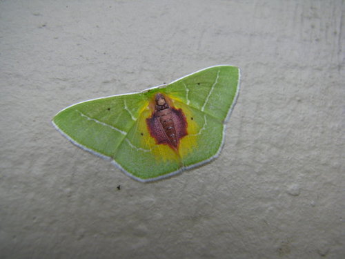 Nemoria astraea
