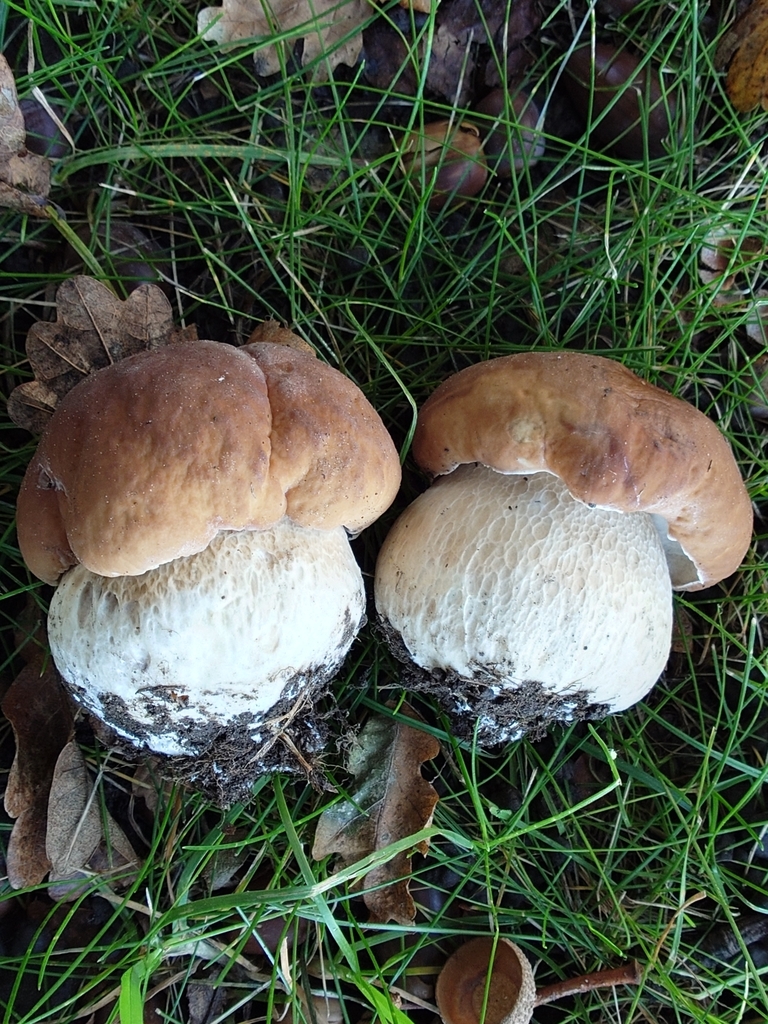 Boletus edulis · April 2025 · photo: © bythepark (iNaturalist, cc-by-nc)