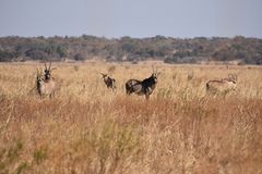 Hippotragus equinus equinus