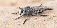Promachus albifacies