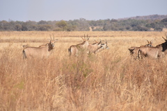 Hippotragus equinus equinus