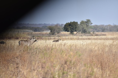 Hippotragus equinus equinus