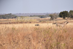 Hippotragus equinus equinus