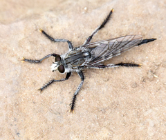 Promachus albifacies