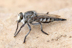 Promachus albifacies