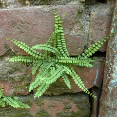 Asplenium trichomanes
