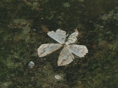 Megalycinia serraria