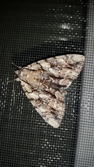 Catocala retecta