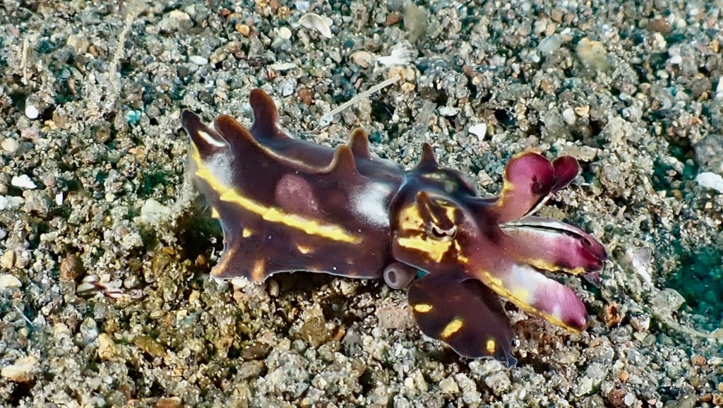 Flamboyant Cuttlefish