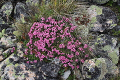 Asperula cristata