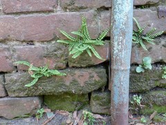 Asplenium trichomanes