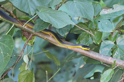 Common Tree Snake sighting