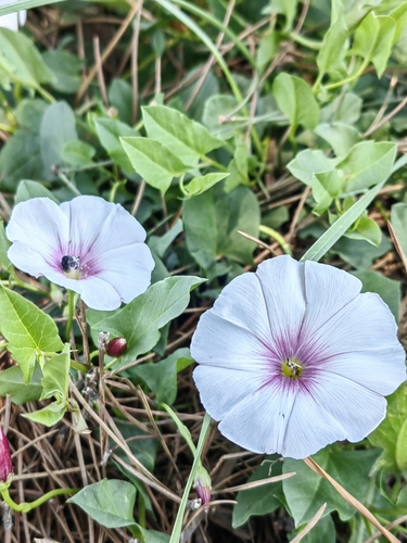 Convolvulus durandoi