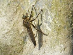 Eutolmus rufibarbis