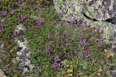 Thymus nummularius