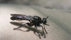 Laphria sicula