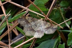 Euchlaena deplanaria