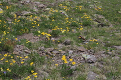 Anemonastrum speciosum