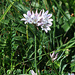 Allium korolkowii - Photo (c) Tamsin Carlisle, some rights reserved (CC BY-NC-SA)