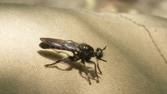 Laphria sicula