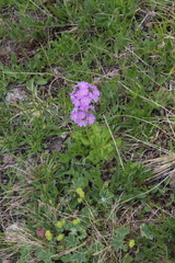 Primula algida
