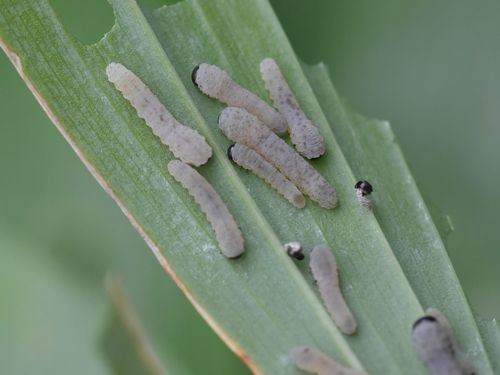 Solomon's-seal sawfly, Groesbeek, Nederland, photo 7 of 10