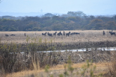 Hippotragus equinus equinus
