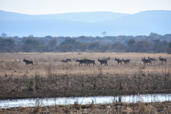Hippotragus equinus equinus