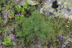 Lomatocarum alpinum