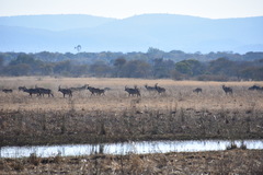 Hippotragus equinus equinus